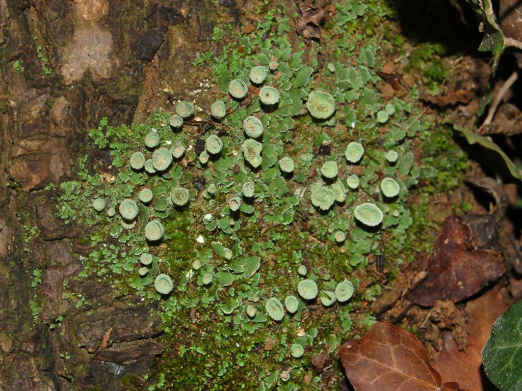 Un lichene in Val Fontanabuona